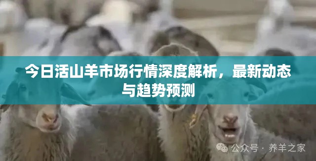 今日活山羊市場行情深度解析，最新動態(tài)與趨勢預測