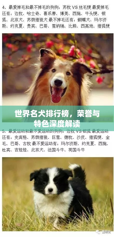 世界名犬排行榜，榮譽與特色深度解讀