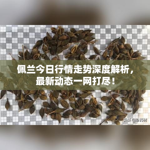 佩蘭今日行情走勢深度解析，最新動態(tài)一網(wǎng)打盡！