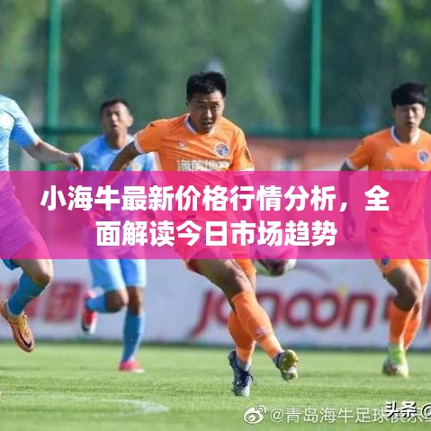 小海牛最新價格行情分析，全面解讀今日市場趨勢