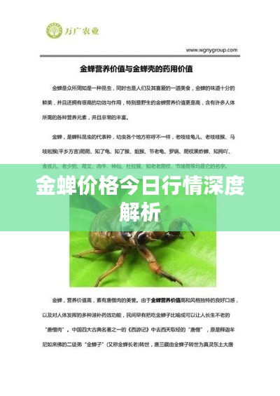 金蟬價(jià)格今日行情深度解析