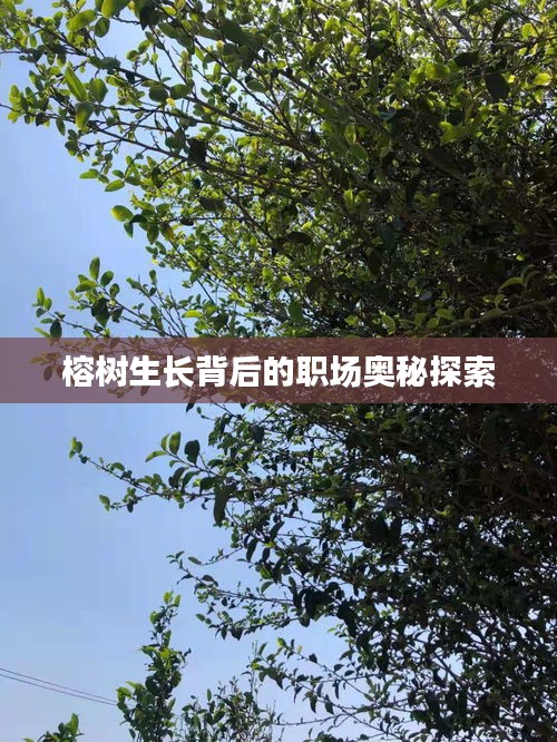 榕樹生長背后的職場奧秘探索