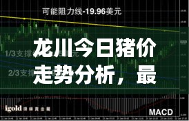 龍川今日豬價走勢分析，最新行情解讀